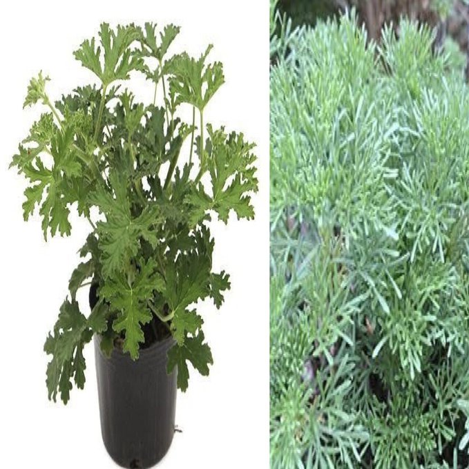 蚊除け対策に 蚊を寄せ付けない植物と植え方 高丘真弓 Note