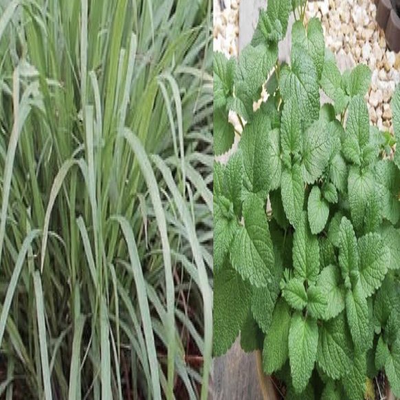 蚊除け対策に 蚊を寄せ付けない植物と植え方 高丘真弓 Note