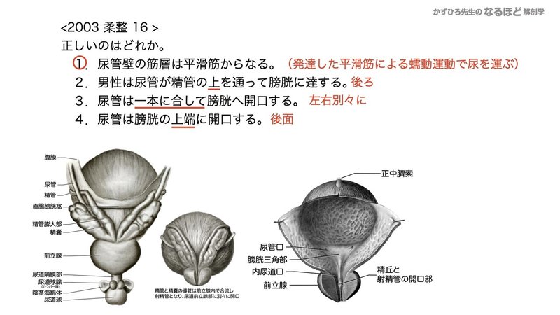 【徹底的国試対策】5-2 泌尿器系 - 尿管・膀胱・尿道.088