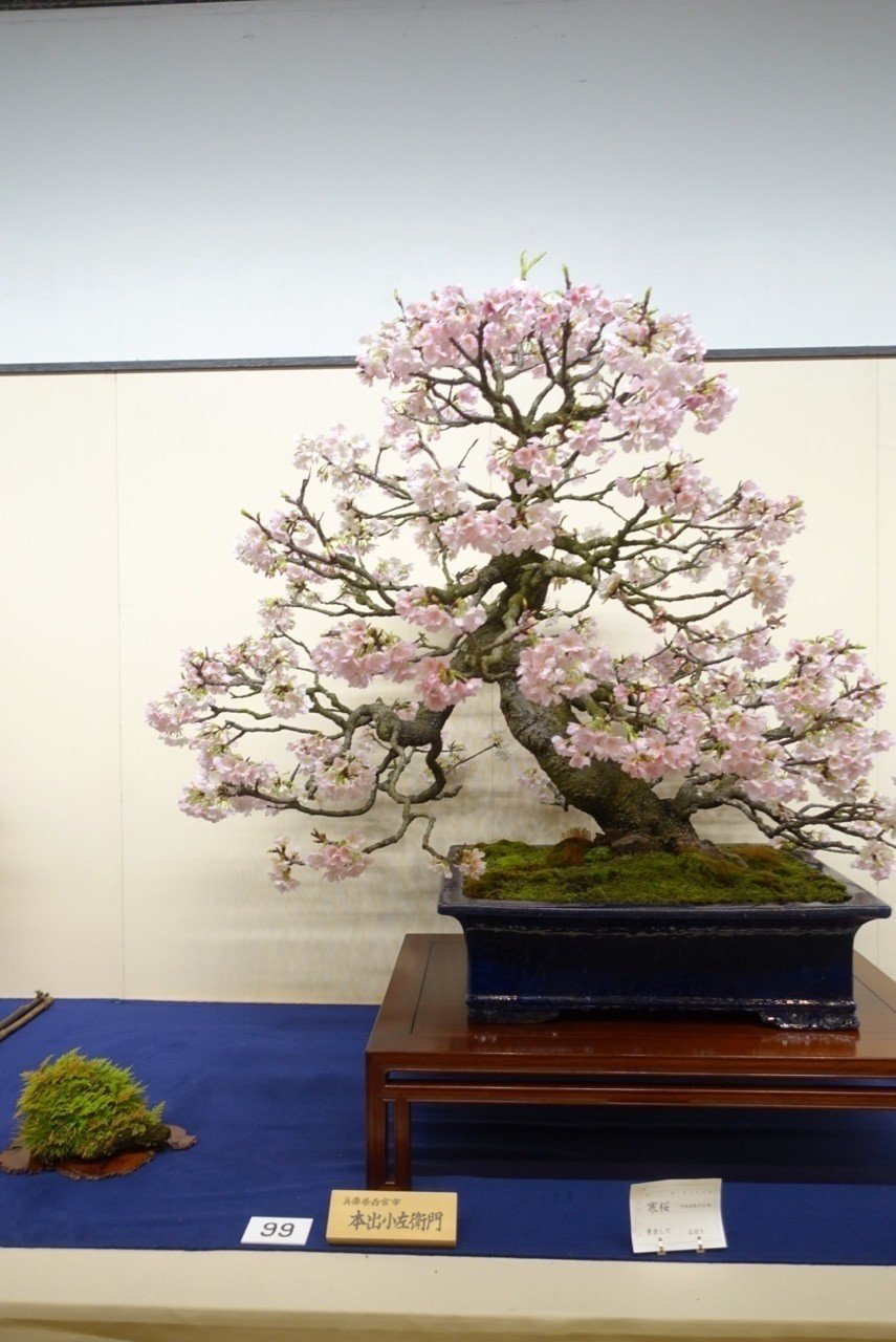 第92回 国風盆栽展を見てその後。｜sAki