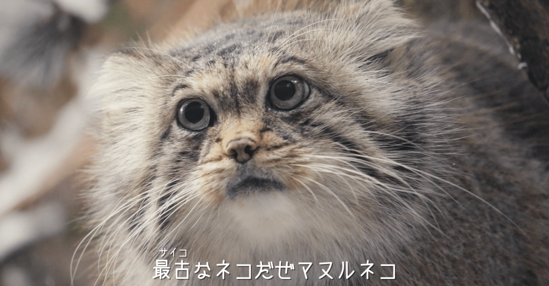 このフレーズは深い マヌルネコのうたマヌルぬるぬるの沼の深み マヌルぬるぬるマヌルネコ第2弾 Spectaclesuzuki Note このフレーズは深い マヌルネコのうたマヌルぬるぬるの沼の深み マヌルぬるぬるマヌルネコ第2弾 Spectaclesuzuki Note