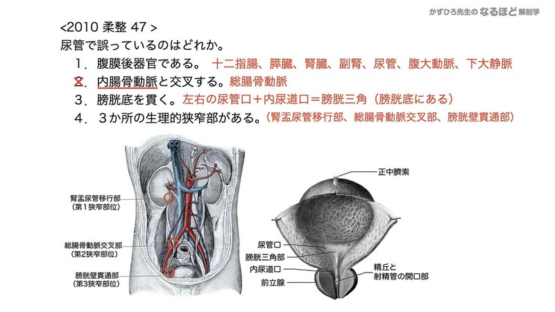 【徹底的国試対策】5-2 泌尿器系 - 尿管・膀胱・尿道.089