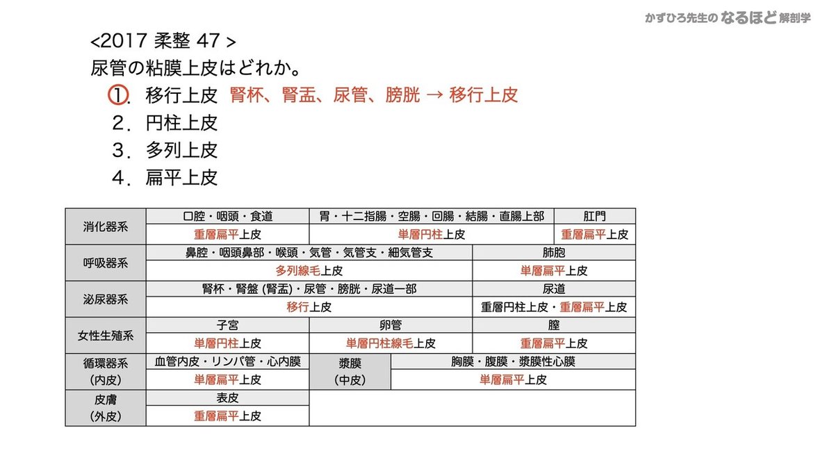 【徹底的国試対策】5-2 泌尿器系 - 尿管・膀胱・尿道.090