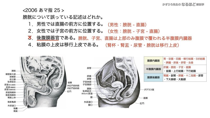 【徹底的国試対策】5-2 泌尿器系 - 尿管・膀胱・尿道.093