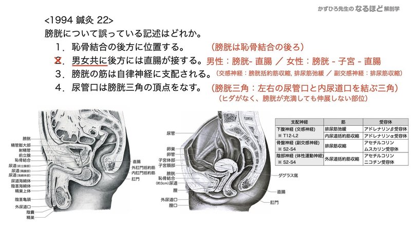 【徹底的国試対策】5-2 泌尿器系 - 尿管・膀胱・尿道.094