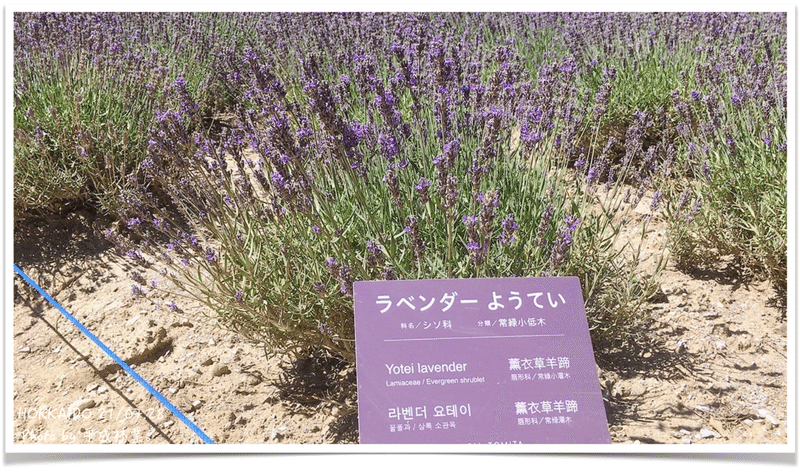 富良野ラベンダーを学ぶ 品種編 エフゲニーマエダ 平成林業 Note 富良野ラベンダーを学ぶ 品種編 エフゲニーマエダ 平成林業 Note