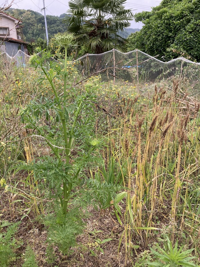 21 5下旬 菜園1年と1ヶ月目 人参の花ってどんな花 なな Note 21 5下旬 菜園1年と1ヶ月目 人参の花ってどんな花 なな Note