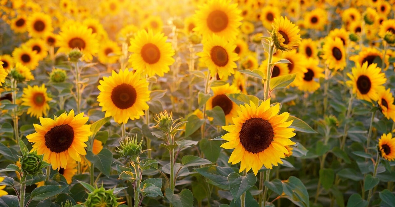 向日葵の花言葉をはじめて調べた の新着タグ記事一覧 Note つくる つながる とどける