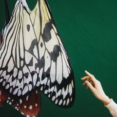 模造 螺鈿紫檀五絃琵琶 エコバッグ＆ポーチ｜フェリシモ