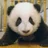 上達の探求🐼