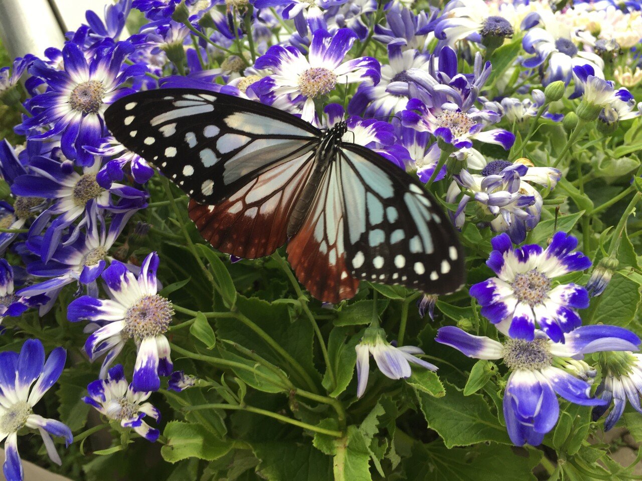 カナダ王立造幣局発行「バタフライコレクション」ヒョウモンチョウ 2005年 蝶に会える日—村田泰隆コレクション展3 日本の蝶