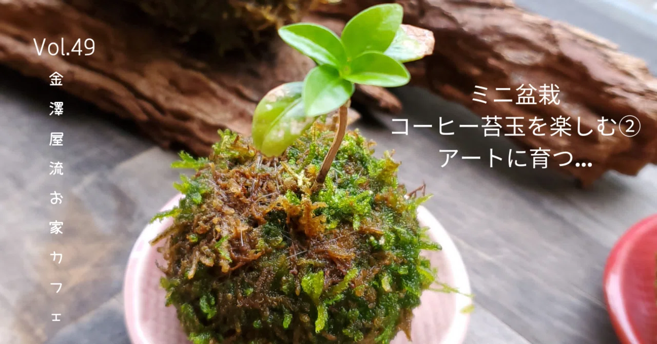 ミニ盆栽コーヒー苔玉を楽しむ②アートに育つ・・・｜金澤屋流お家