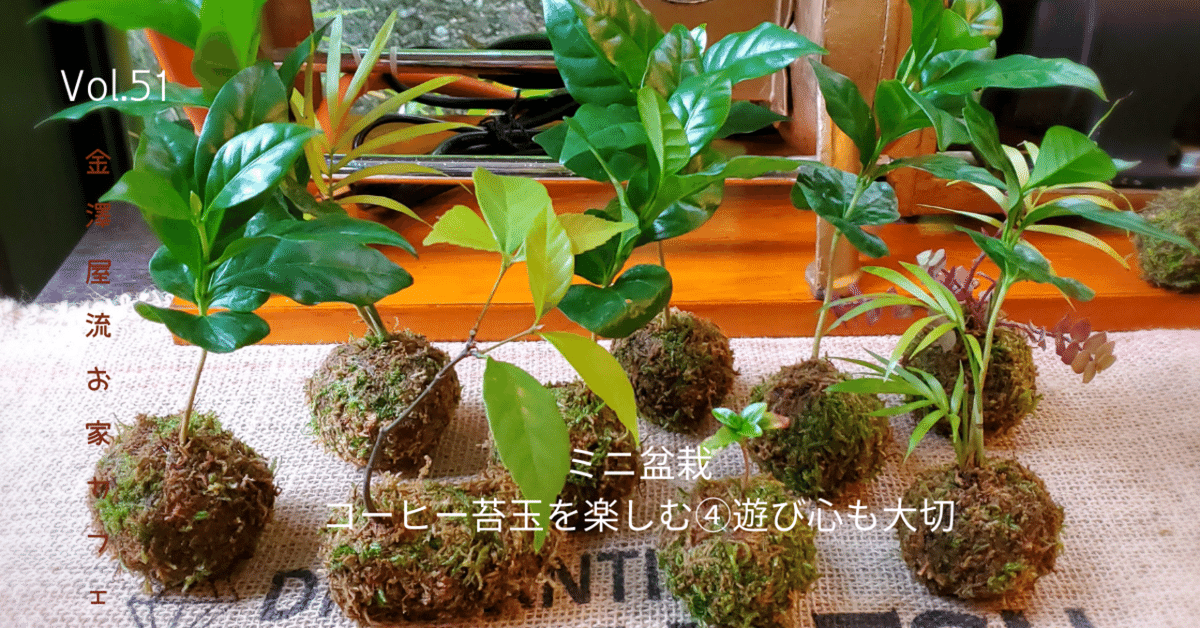 ミニ盆栽コーヒー苔玉を楽しむ④遊び心も大切｜金澤屋流お家