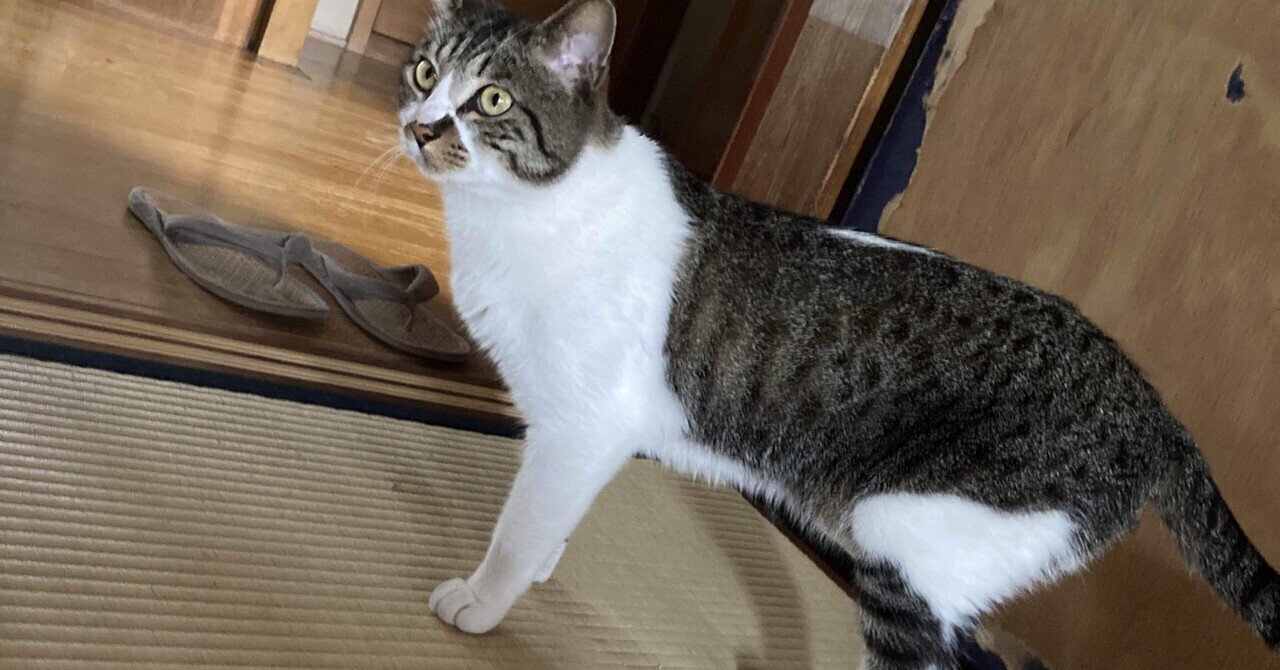 猫を飼いたい」の新着タグ記事一覧｜note u2015u2015つくる、つながる、とどける。