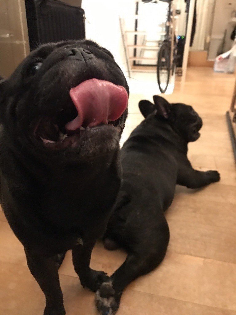 男一人暮らし 犬 猫 どれ 何 と 共に暮らすか悩む方に 7匹と共に暮らす僕からの わかりやすいアドバイス Bisei Iwamoto Note 男一人暮らし 犬 猫 どれ 何 と 共に暮らすか悩む方に 7匹と共に暮らす僕からの わかりやすいアドバイス Bisei Iwamoto Note
