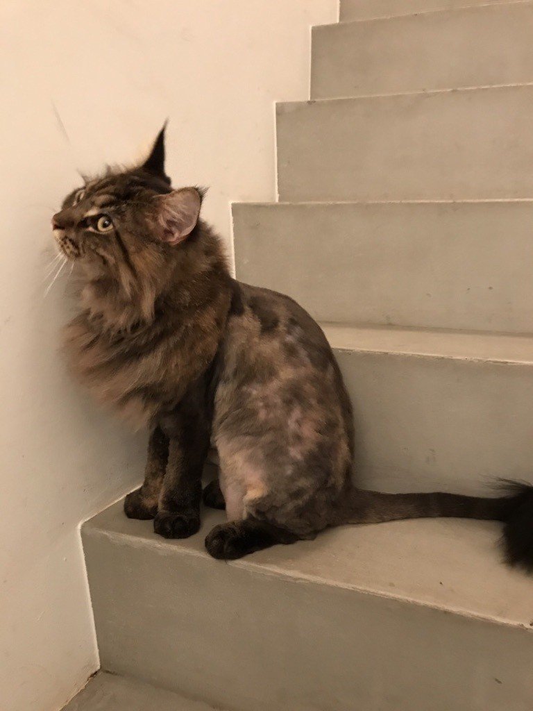 男一人暮らし 犬 猫 どれ 何 と 共に暮らすか悩む方に 7匹と共に暮らす僕からの わかりやすいアドバイス Bisei Iwamoto Note 男一人暮らし 犬 猫 どれ 何 と 共に暮らすか悩む方に 7匹と共に暮らす僕からの わかりやすいアドバイス Bisei Iwamoto Note