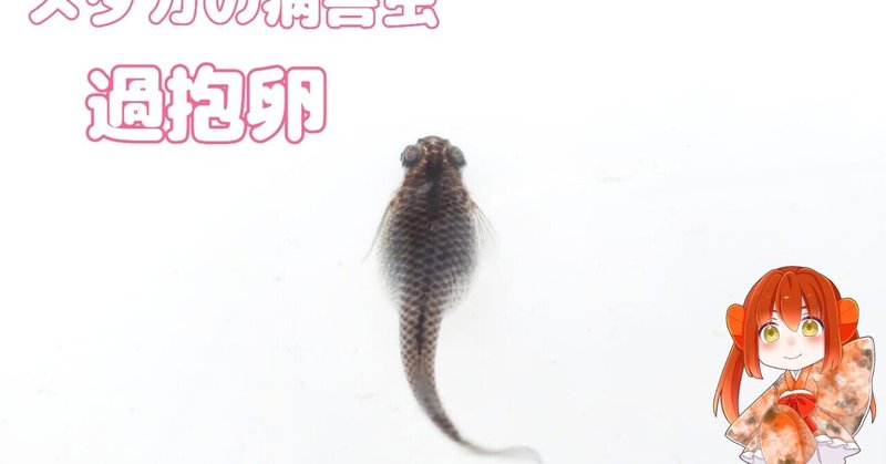メダカの病害虫 過抱卵 Yoshik1 Note メダカの病害虫 過抱卵 Yoshik1 Note