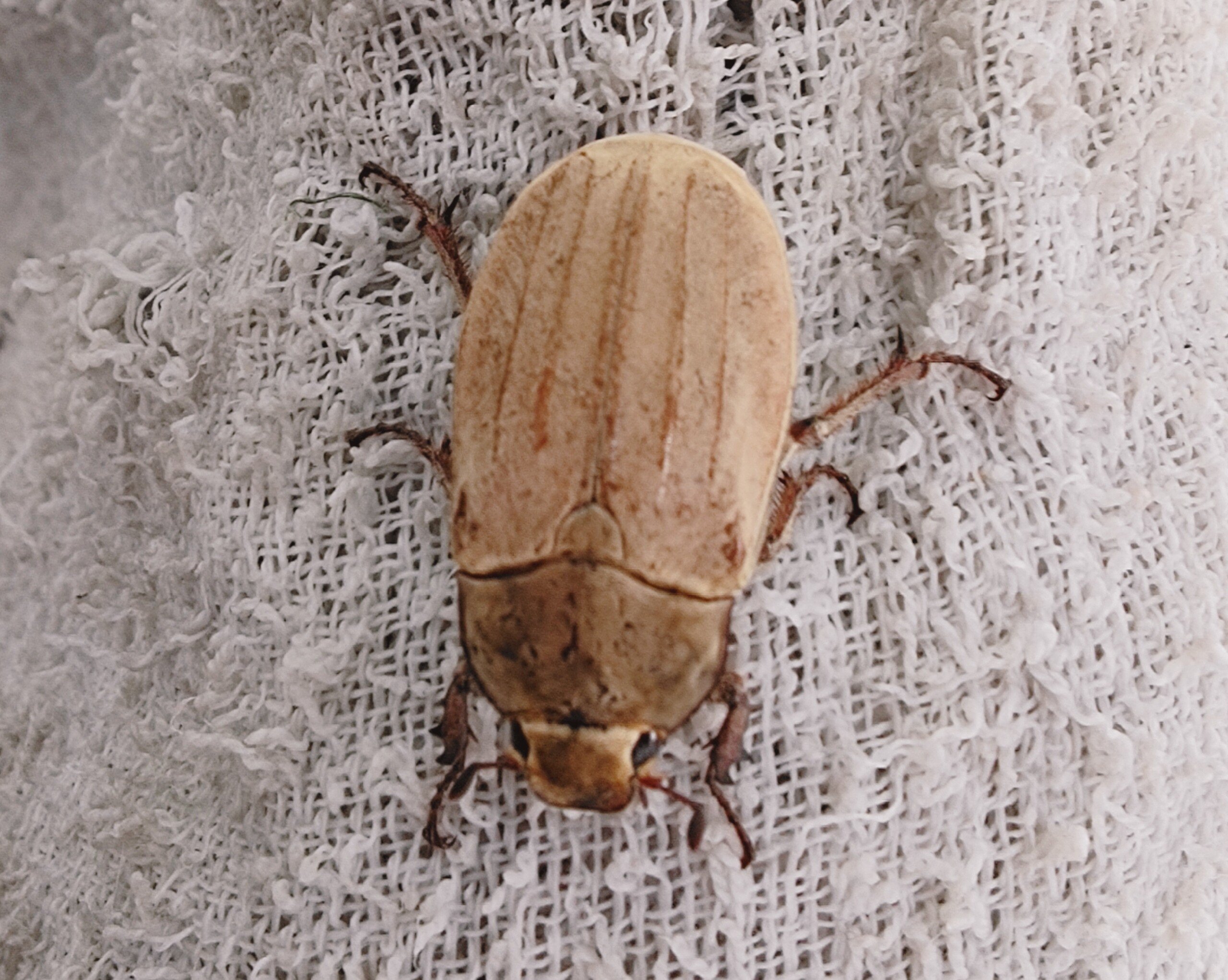 53【オオコフキコガネ】 コフキコガネととても似ているのですが