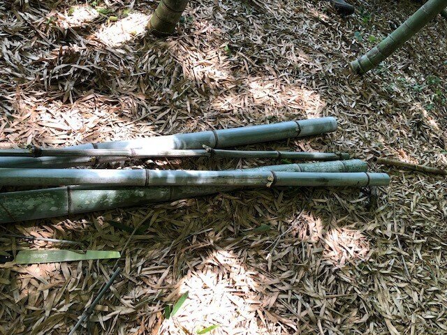 竹林伐採２