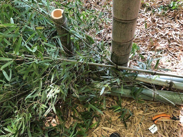 竹林伐採１