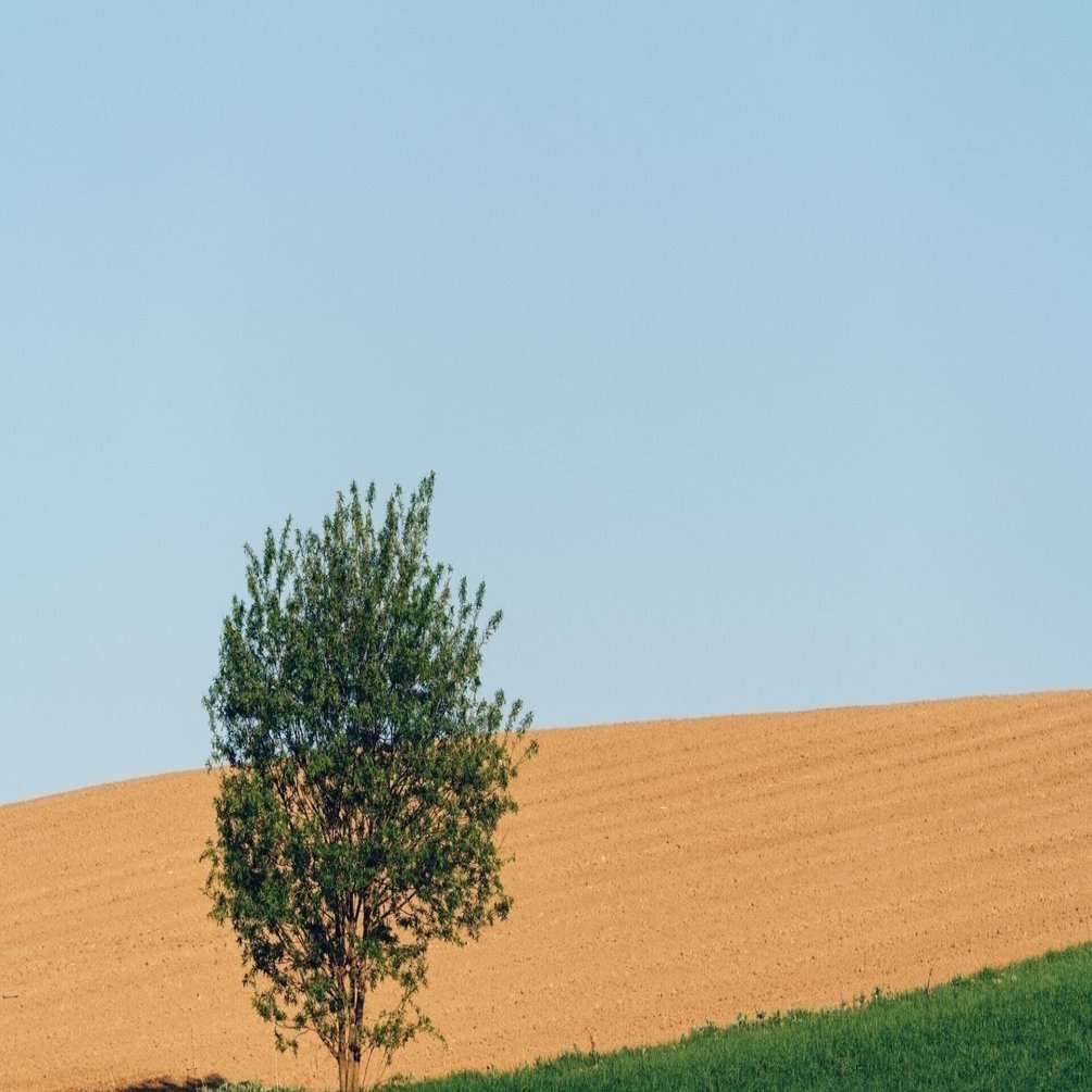 戦争中、中国大陸に木を植えた緑の連隊長・吉松喜三～日本が世界に誇る