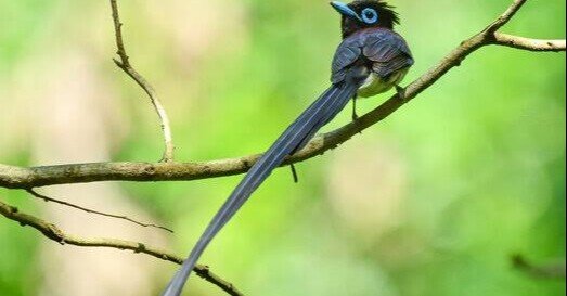 第1693回 長い名前の鳥｜翆野 大地