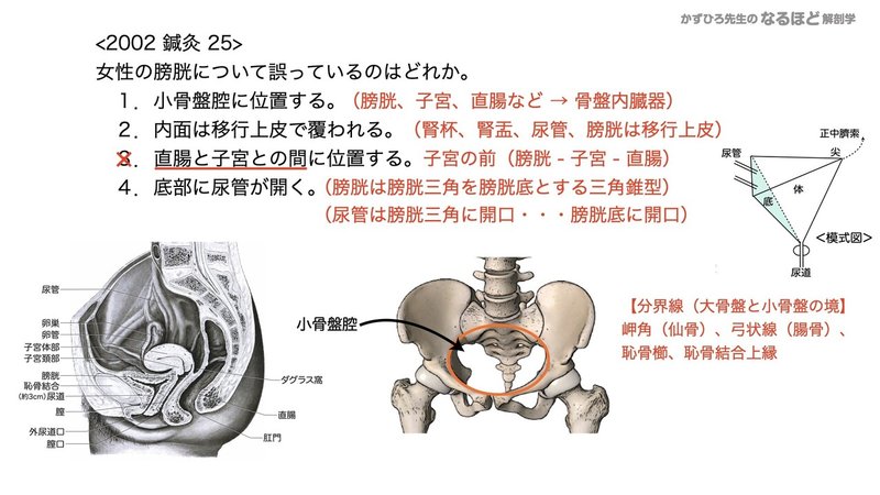 5 2 3 泌尿器系 尿管 膀胱 尿道 国試過去問解説 黒澤一弘 Note