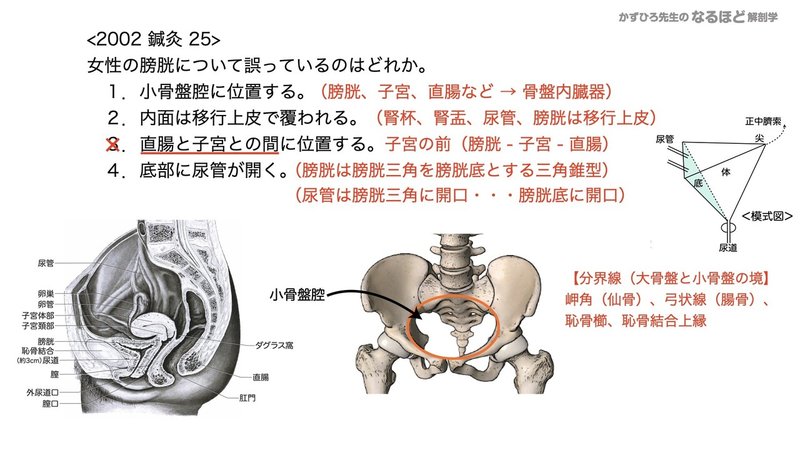 【徹底的国試対策】5-2 泌尿器系 - 尿管・膀胱・尿道.095