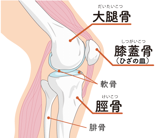 【専用】膝骨ジャーキー　膝のお皿です　10個入り　筋をガジガジ　小さなおやつ♪ 専用】膝骨ジャーキー 膝のお皿です 10個入り 筋をガジガジ