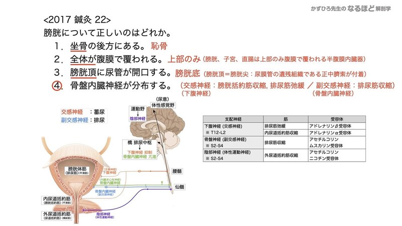 【徹底的国試対策】5-2 泌尿器系 - 尿管・膀胱・尿道.096