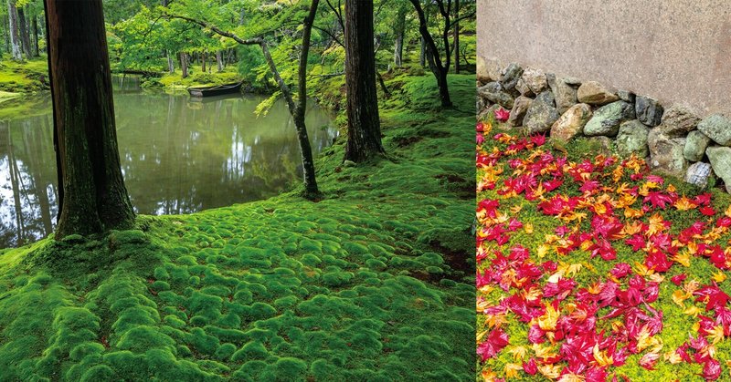 苔寺の最も美しい瞬間を切り取った写真集 西芳寺 新十境 ほんのひととき Note