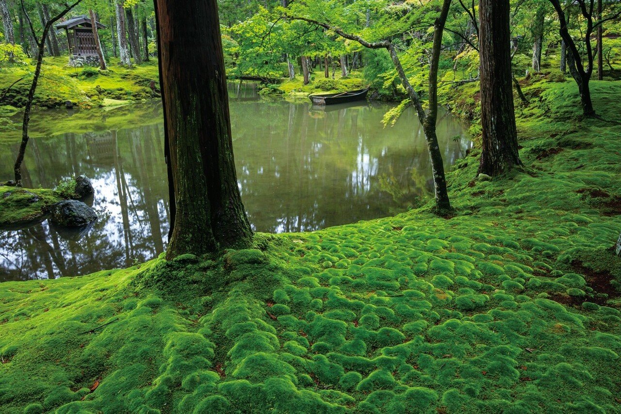 苔寺の最も美しい瞬間を切り取った写真集 西芳寺 新十境 ほんのひととき Note 苔寺の最も美しい瞬間を切り取った写真集 西芳寺 新十境 ほんのひととき Note