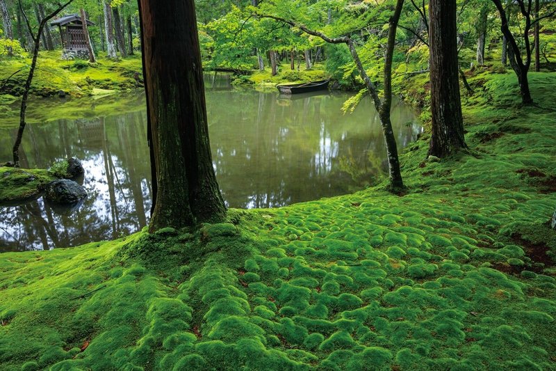 苔寺の最も美しい瞬間を切り取った写真集 西芳寺 新十境 ほんのひととき Note