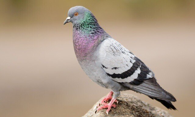 東京ディズニー リゾートの鳥たち ちゃっぴ そう妻から呼ばれている男 の いろいろ気になってること 美味しいもの ダイエットもの 妙なもの などなど Note