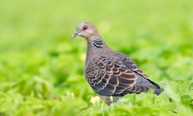 東京ディズニー リゾートの鳥たち ちゃっぴ そう妻から呼ばれている男 の いろいろ気になってること 美味しいもの ダイエットもの 妙なもの などなど Note 東京ディズニー リゾートの鳥たち ちゃっぴ そう妻から呼ばれている男 の いろいろ気になってること 美味しいもの ダイエットもの 妙なもの などなど Note