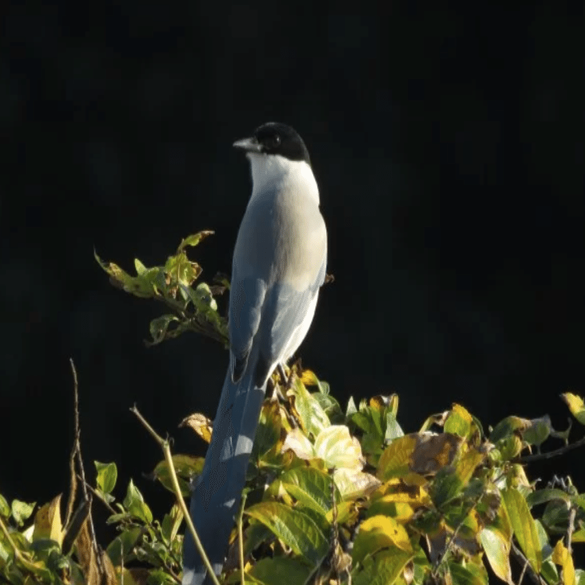 東京ディズニーリゾートの鳥 たち ちゃっぴ そう妻から呼ばれている男 の いろいろ気になってること 美味しいもの ダイエットもの 妙なもの などなど Note