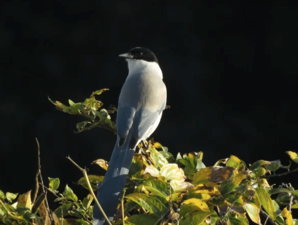 東京ディズニーリゾートの鳥 たち ちゃっぴ そう妻から呼ばれている男 の いろいろ気になってること 美味しいもの ダイエットもの 妙なもの などなど Note 東京ディズニーリゾートの鳥 たち ちゃっぴ そう妻から呼ばれている男 の いろいろ気になってること 美味しいもの ダイエットもの 妙なもの などなど Note