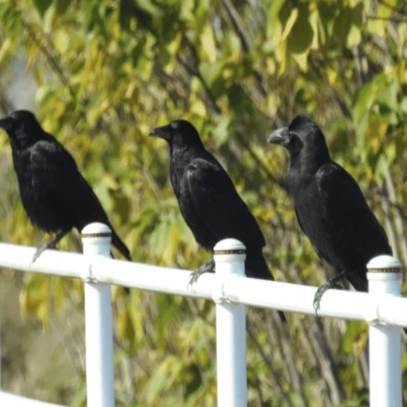 東京ディズニーリゾートの鳥 たち ちゃっぴ そう妻から呼ばれている男 の いろいろ気になってること 美味しいもの ダイエットもの 妙なもの などなど Note