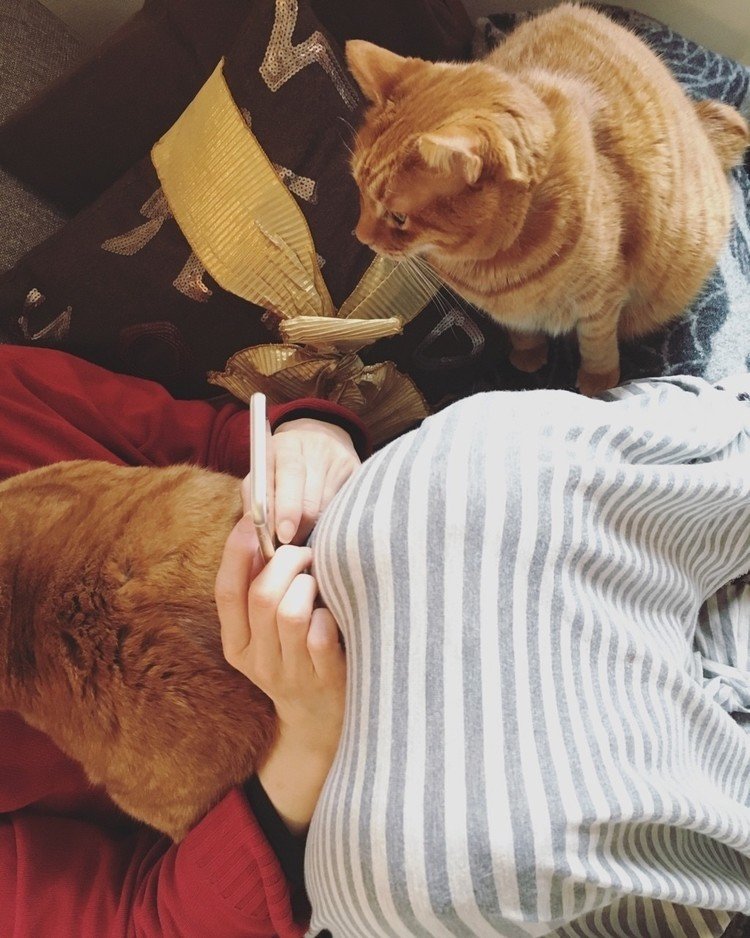 土日は仕事でしっかりおでかけしていたママを今日はどこも行かせまいと、ネコが二つでくっつく作戦にでてました。胸にのって寝ようとしているチビ、横からじーっと見つめるボク。