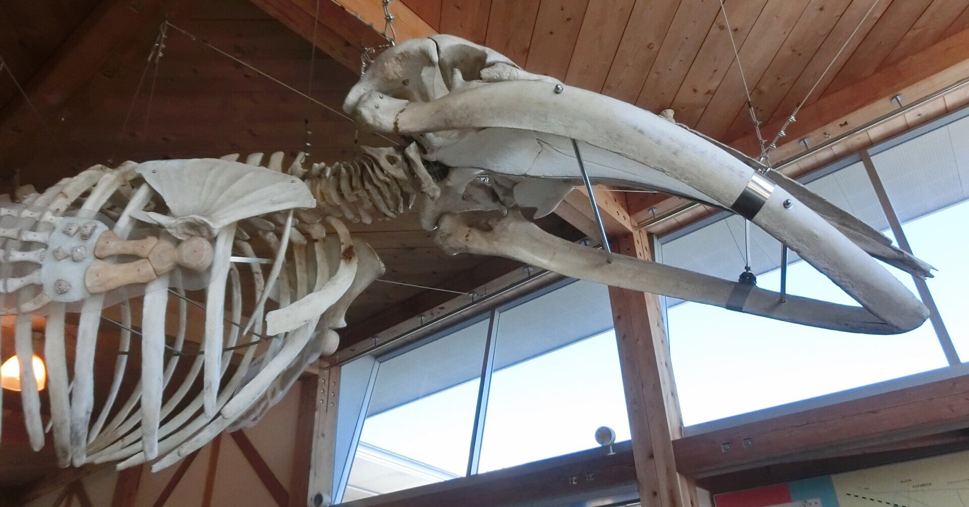 クジラの骨（鯨骨）-
