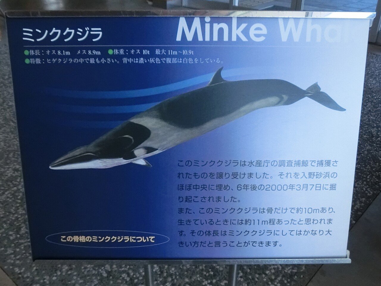 高知の道の駅で見た、ミンククジラの骨｜池田暁子 いけだきょうこ