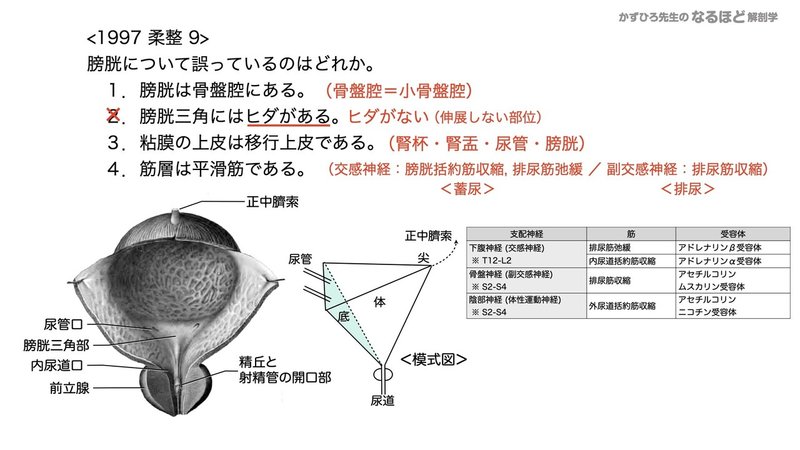 【徹底的国試対策】5-2 泌尿器系 - 尿管・膀胱・尿道.097