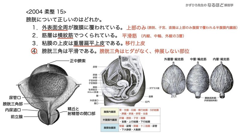 【徹底的国試対策】5-2 泌尿器系 - 尿管・膀胱・尿道.098