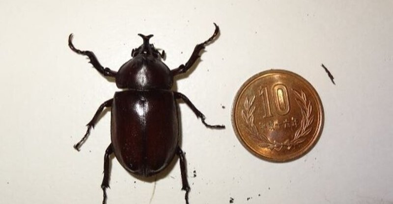 国内外来種 の新着タグ記事一覧 Note つくる つながる とどける