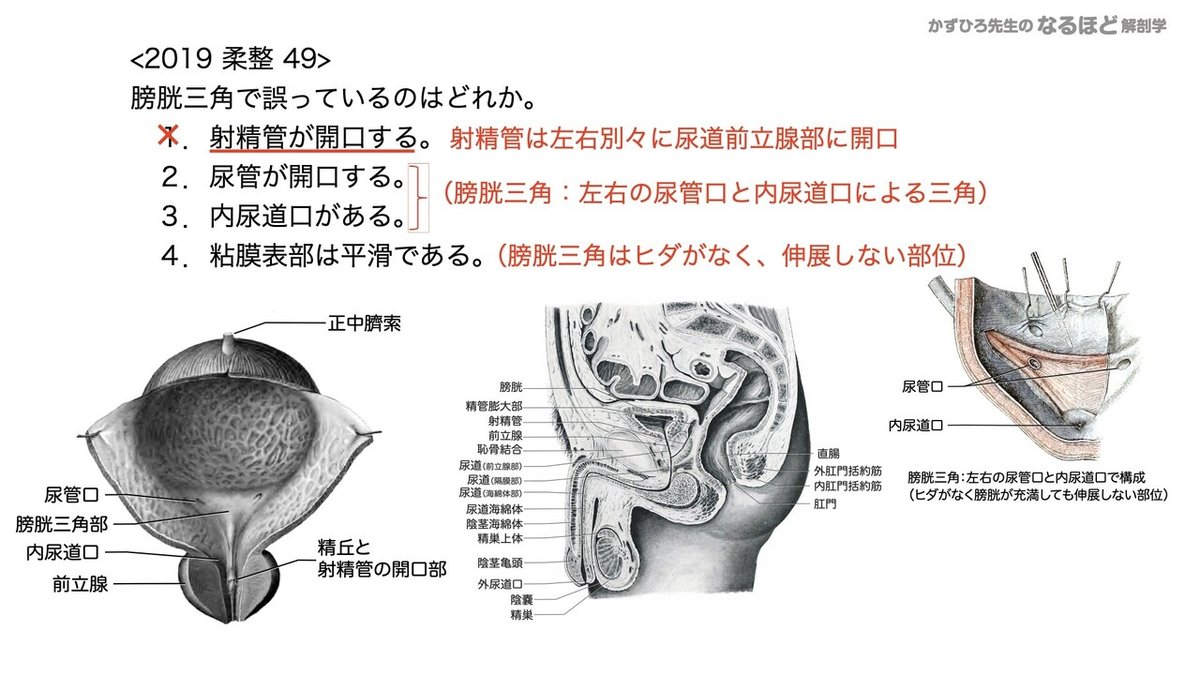 【徹底的国試対策】5-2 泌尿器系 - 尿管・膀胱・尿道.099