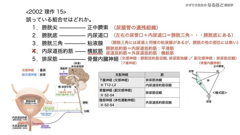 【徹底的国試対策】5-2 泌尿器系 - 尿管・膀胱・尿道.102