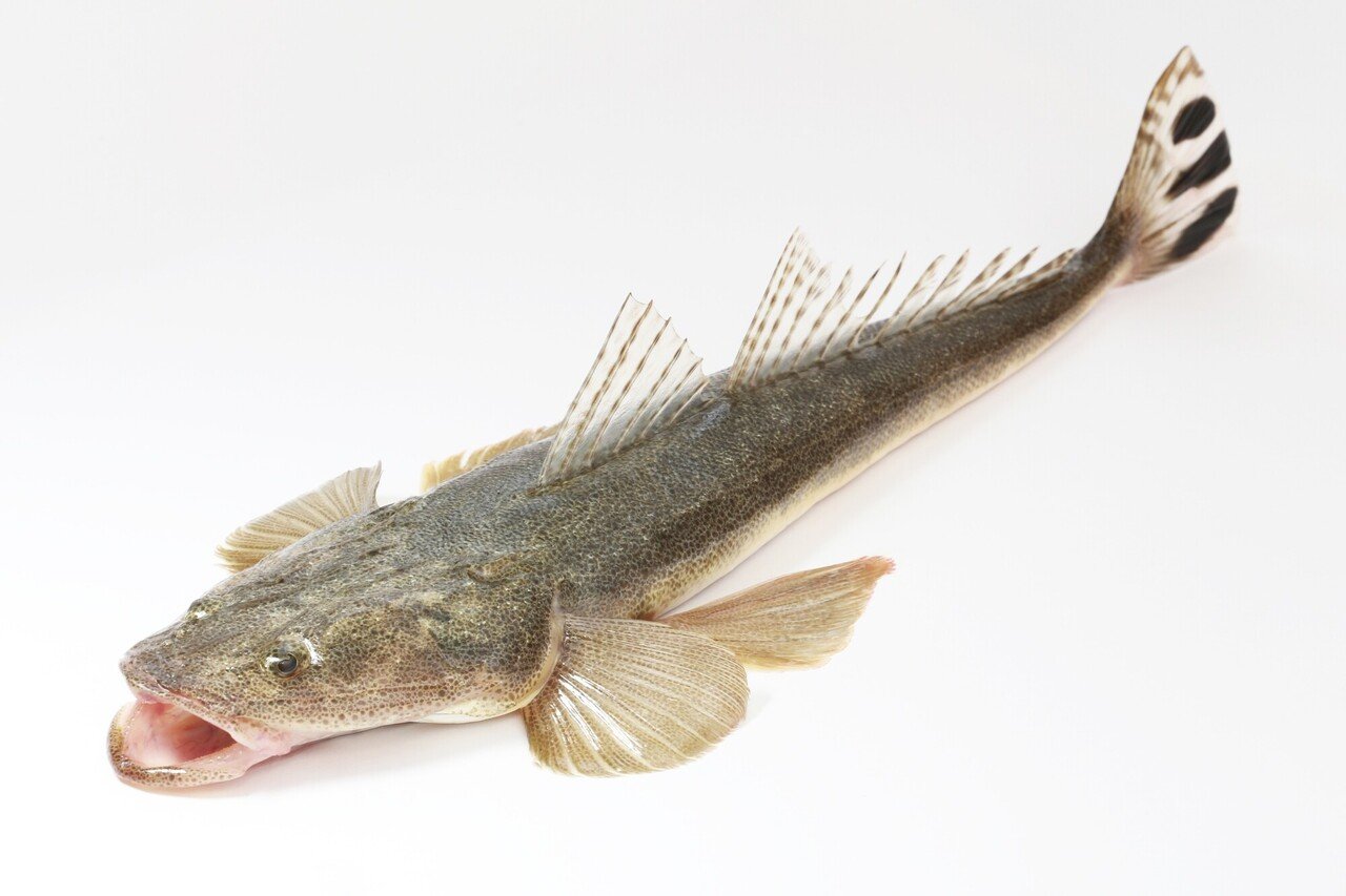 めごち メゴチ めごち開き ３０尾 冷凍 天ぷら 唐揚げ 早割クーポン