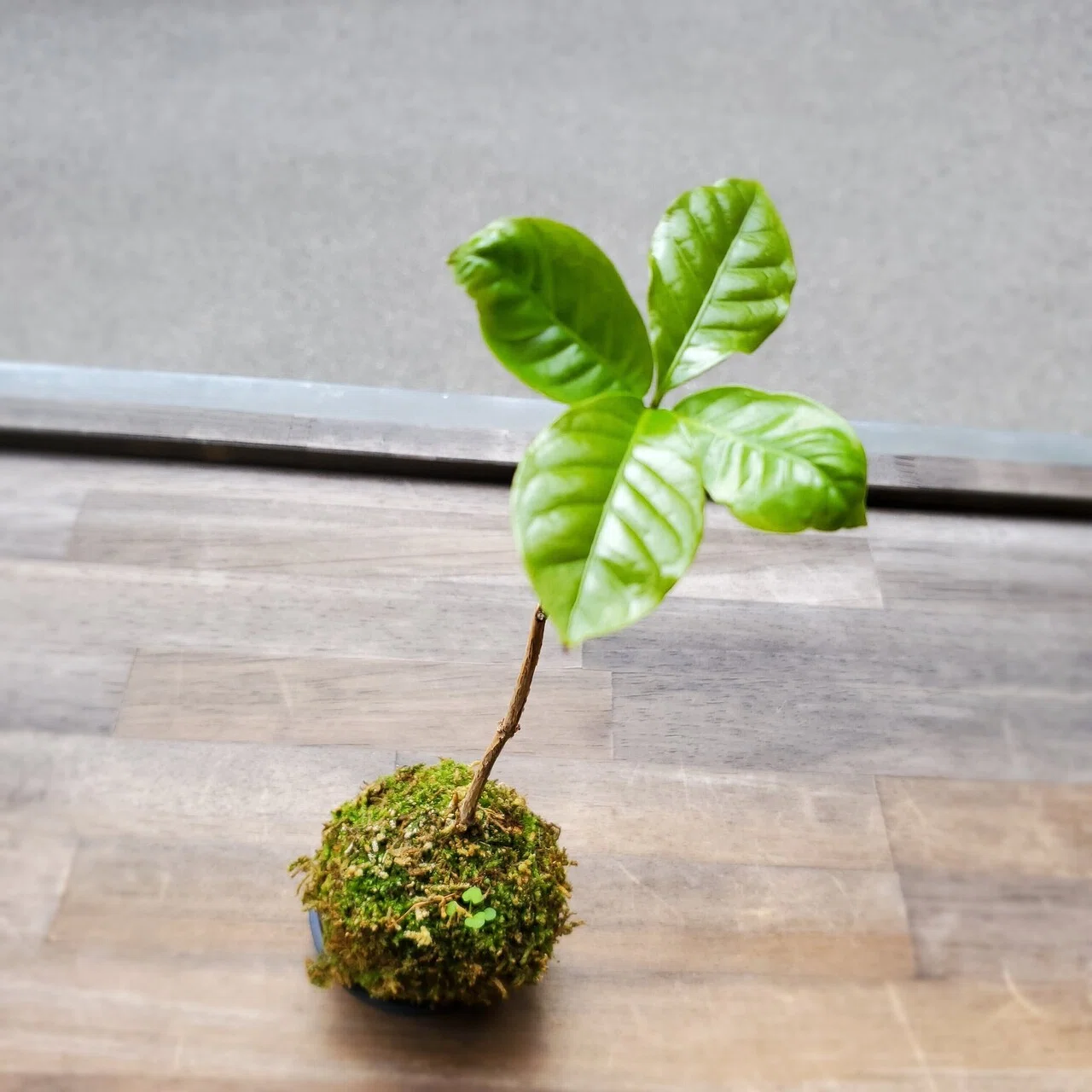 コーヒーの木苔玉⭐︎心の落ち着き⭐︎ コーヒーの木苔玉⭐︎心の落ち着き⭐︎