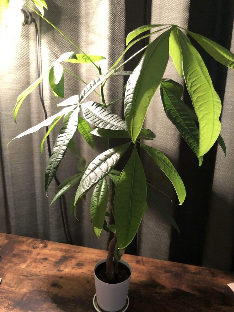 おすすめ観葉植物 けいちゃん Note おすすめ観葉植物 けいちゃん Note