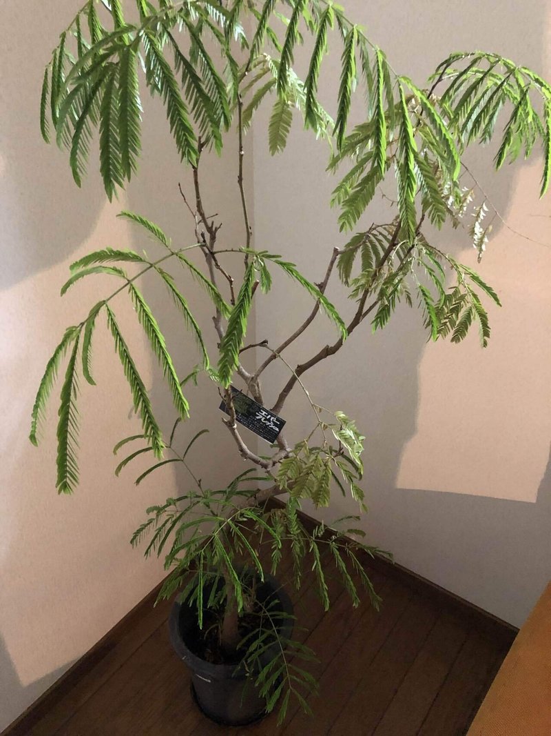 おすすめ観葉植物 けいちゃん Note おすすめ観葉植物 けいちゃん Note